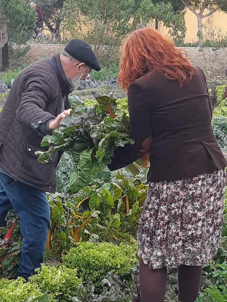 personas recogendo verdura huerta